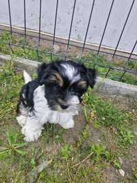 York Yorkshire Terrier Biewier