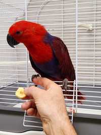 Vendo papagaio ecletos femea criado a mão