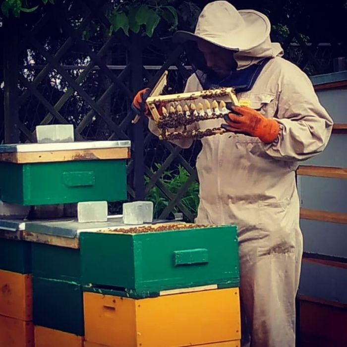 Miód Rzepakowy  1kg propolis, pyłek, pierzga