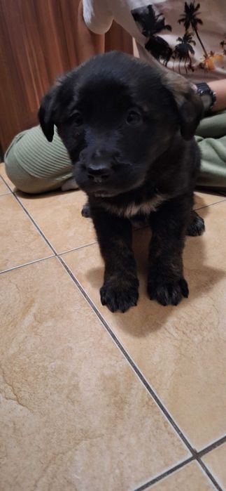 Oddam wesołe szczeniaczki