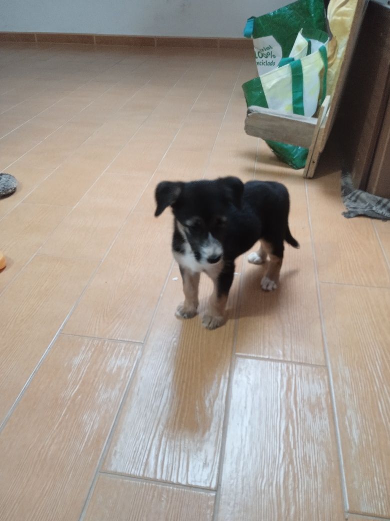 Dou cachorrinha fêmea