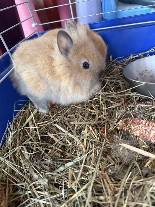 Sprzedam króliki miniaturki