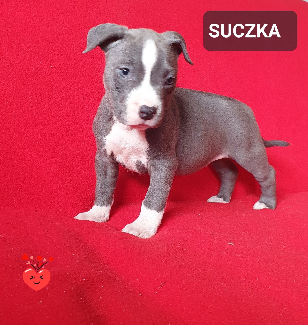 American Staffordshire Terrier AMSTAFF suczka