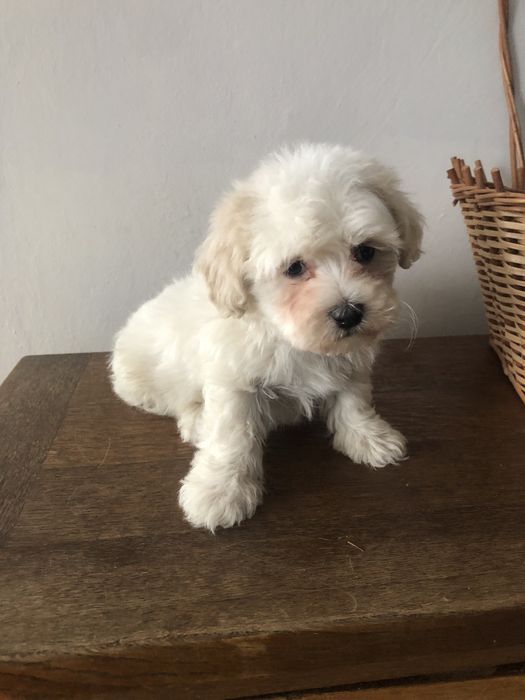 Maltipoo piesek