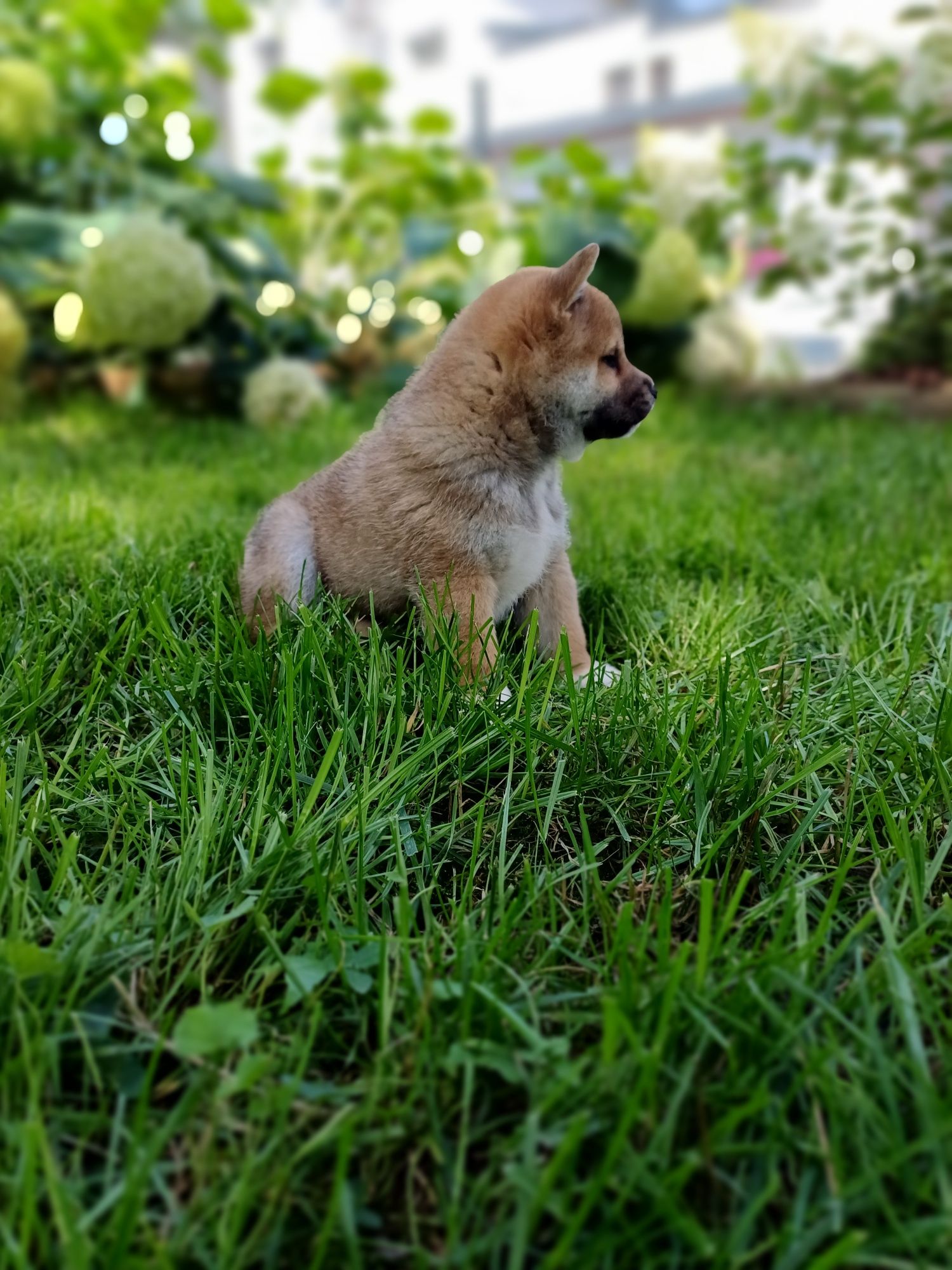 Shiba inu-Piesek