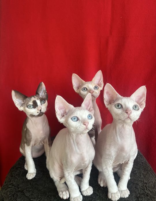 Девончики - Кошенята від клубних батьків з документами