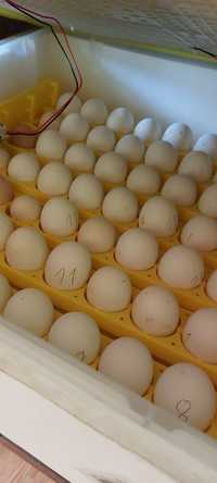 Jaja lęgowe Leghorny wysoki % wylęgu