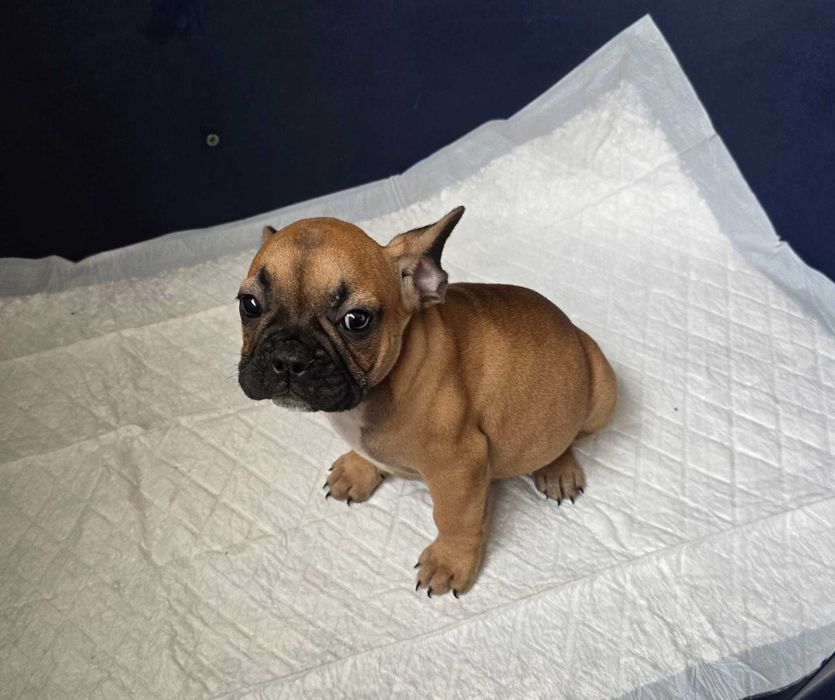 Bulldog francês   nascido a 11/8/2025