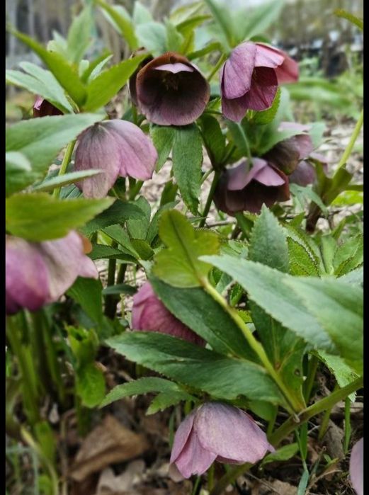 Морозник (рожевий)