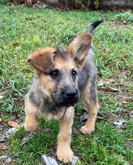 Szczeniak Gufi szuka domu