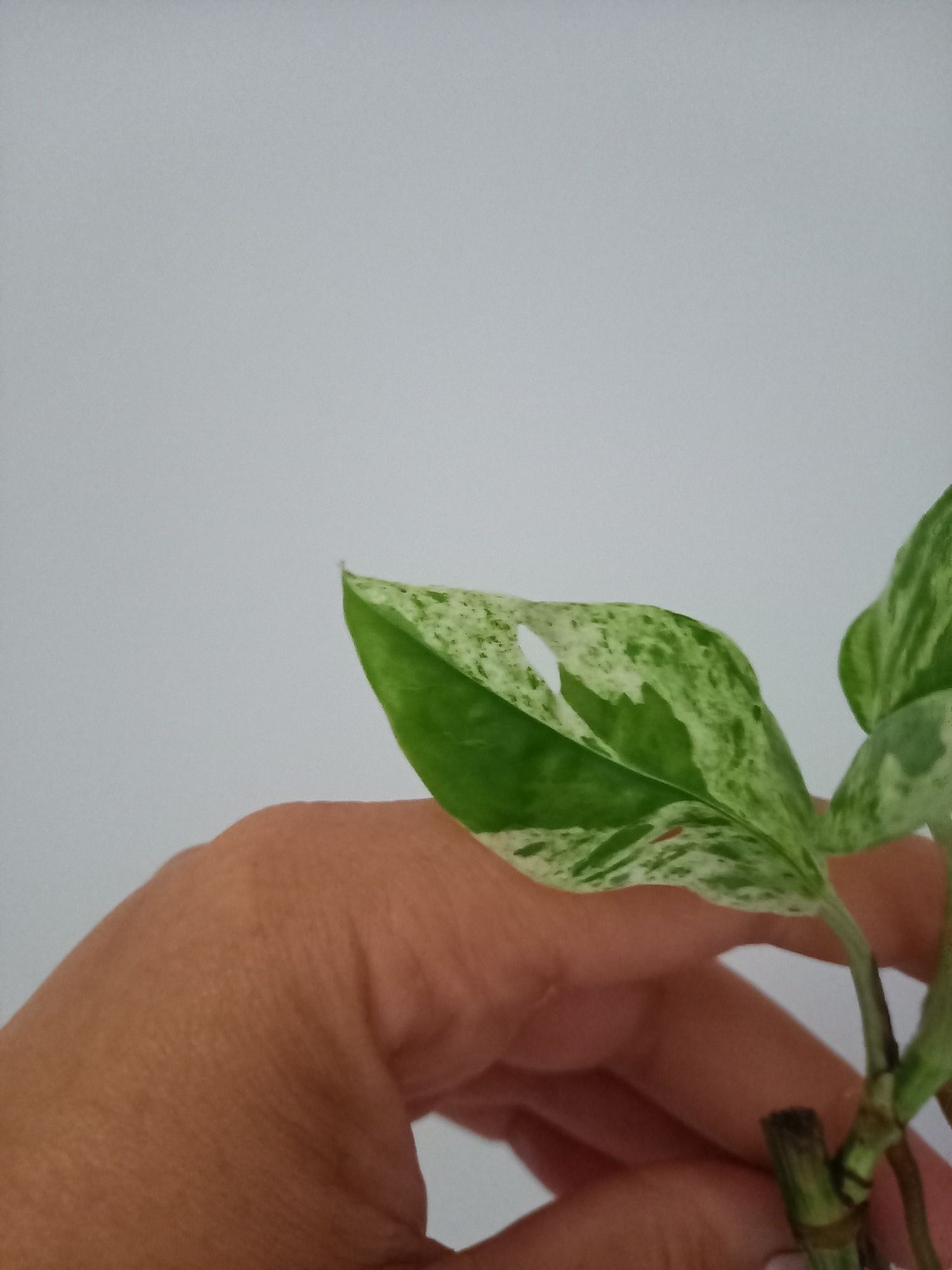 Epipremnum Pinnatum Marble Variegata
