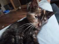 Nirvana i Placek koty do adopcji