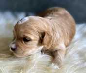 Karmelowa sunia maltipoo