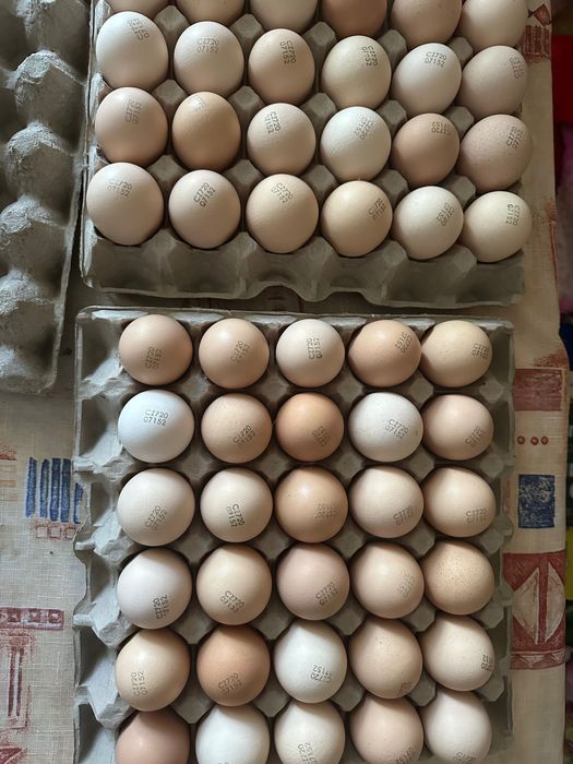 Яйця інкубаційні бройлера