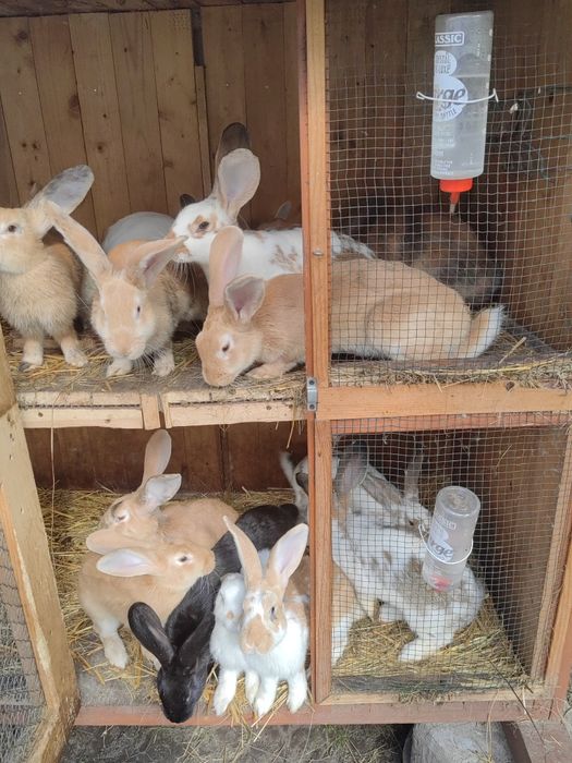 Króliki na sprzedaż lub ubój