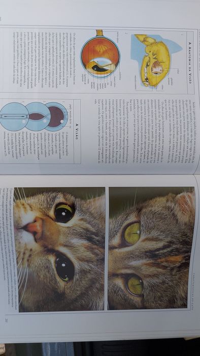 O Livro Gigante do Gato