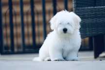 Coton de Tulear ZKwP / FCI
