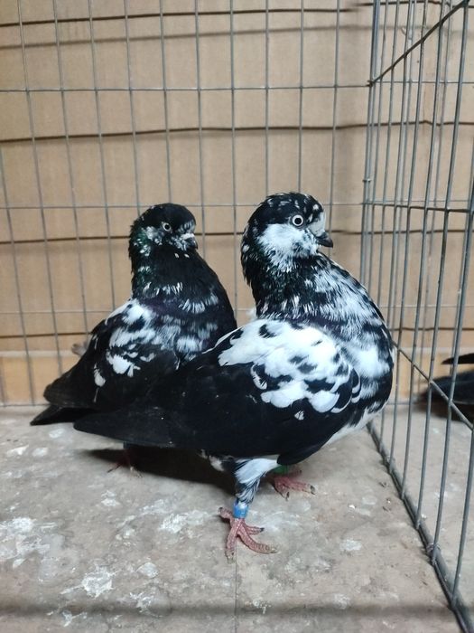 Gołębie tiplery niemieckie