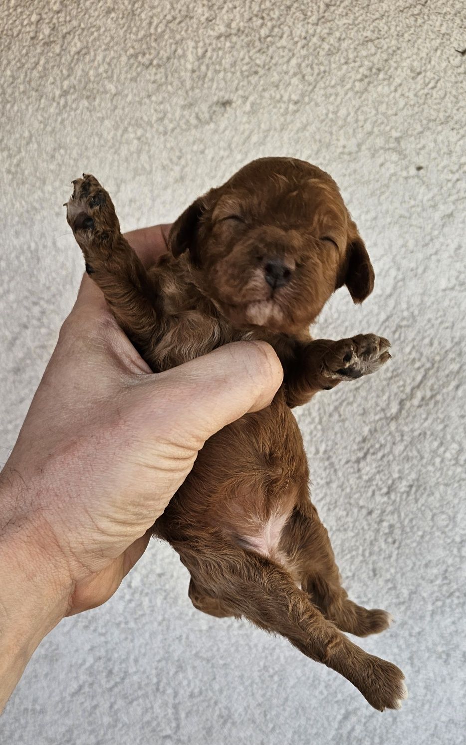 Cavapoo  f1 mini piesek piękne kolory
