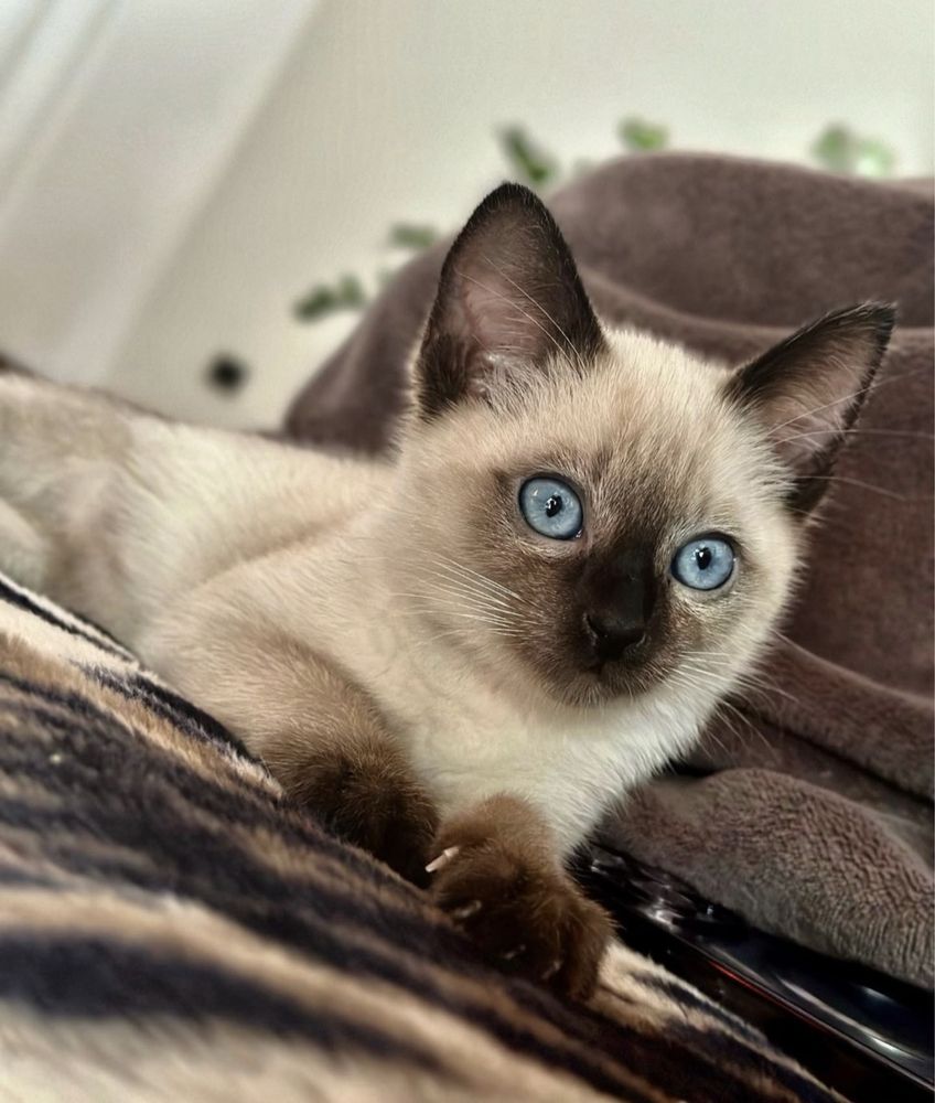 Кошенята Меконгский Бобтейл