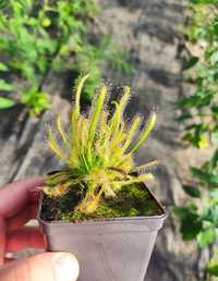 4 sztuki Sadzonka rosiczki Drosera Capensis albino rosiczka