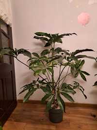 Philodendron fun bun 140 cm w Hydroponice