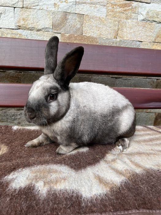 kroliki sallander samce/samice