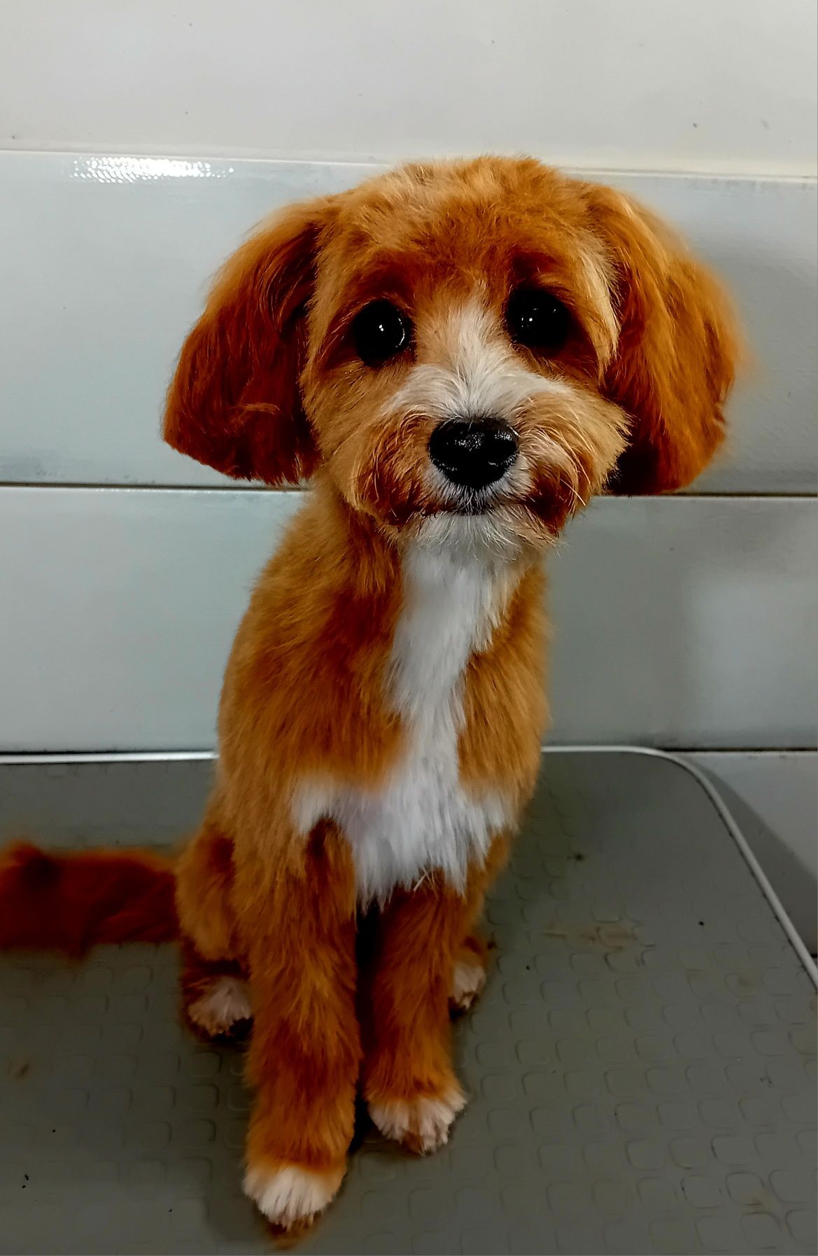 Groomer- psi fryzjer strzyzenie pielęgnacja dla psów i kotów