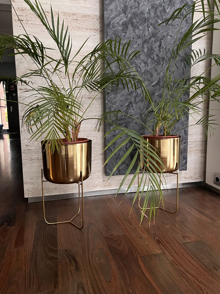 Dwie palmy palma DYPSIS LUTESCENS Roślina doniczkowa, Palma Areka