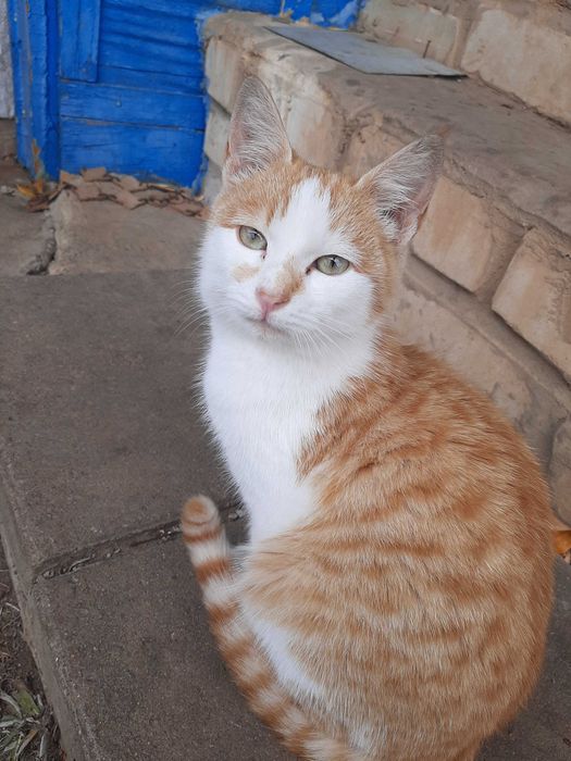 Котята в добрые ручки