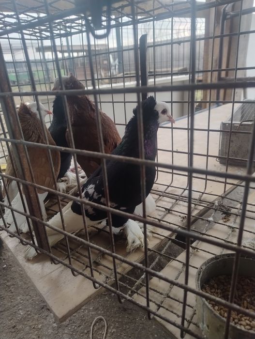 Gołębie ozdobne mnichy