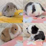 MINI LOP mały króliczek baranek karzełek króliczki