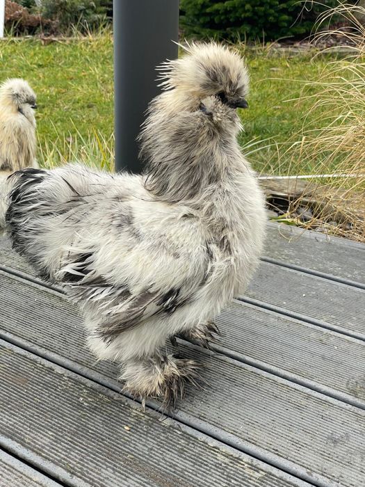 Koguciki Silki młode koguty  22 tygodnie