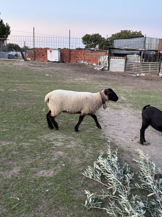 casal de ovelhas suffolk ler descrição