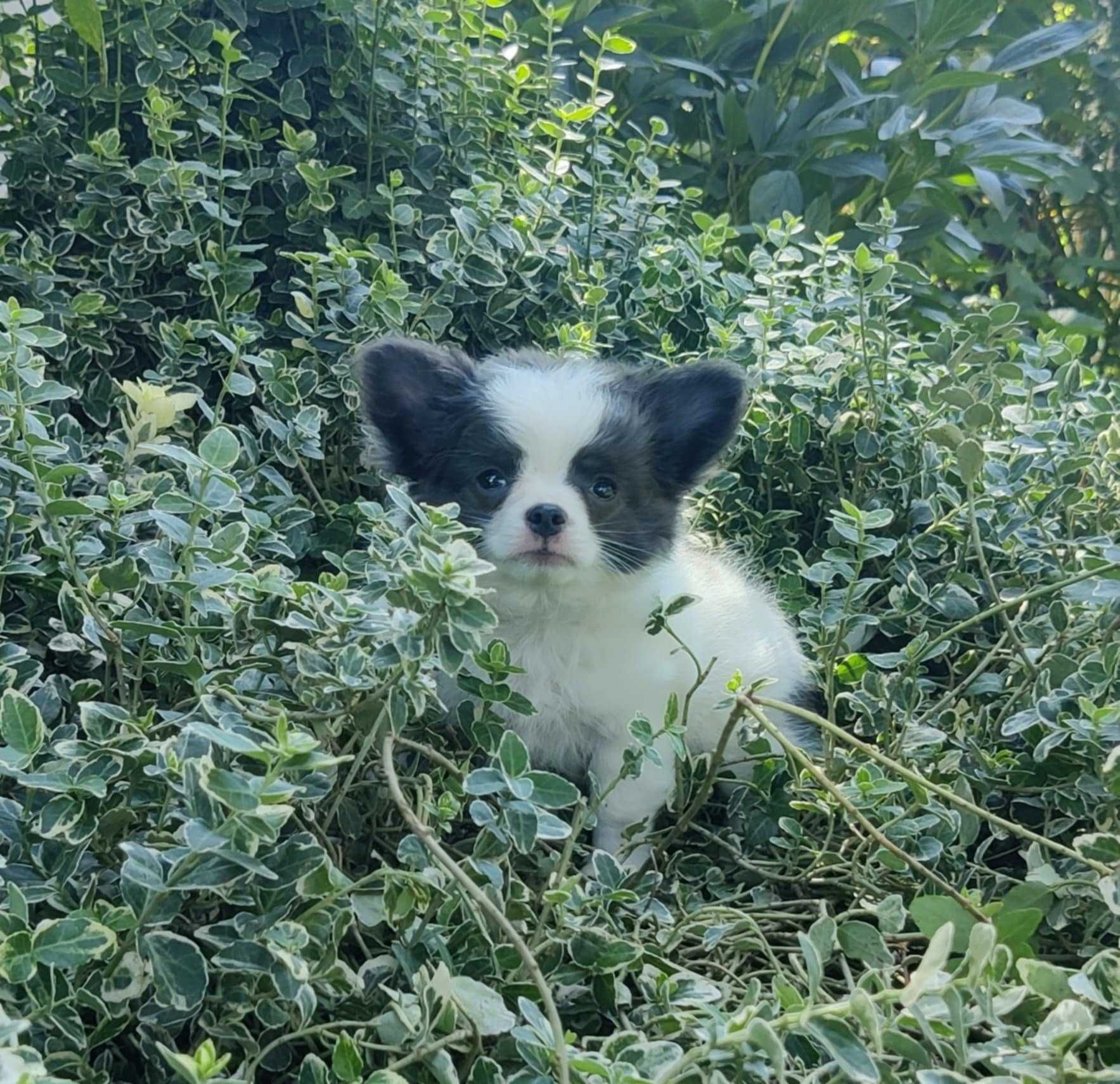 Chihuahua długowłosy szczeniak z rodowodem FCI