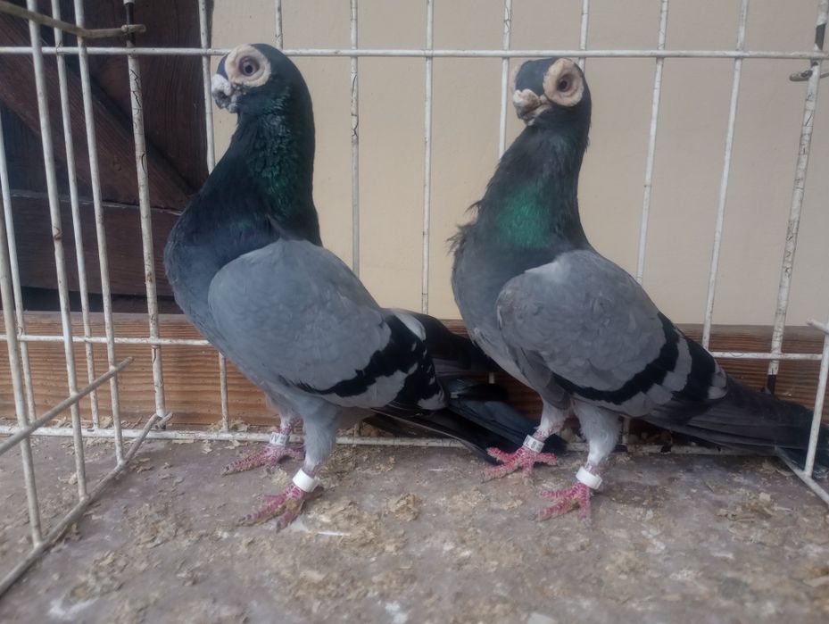 Brodawczaki polskie.