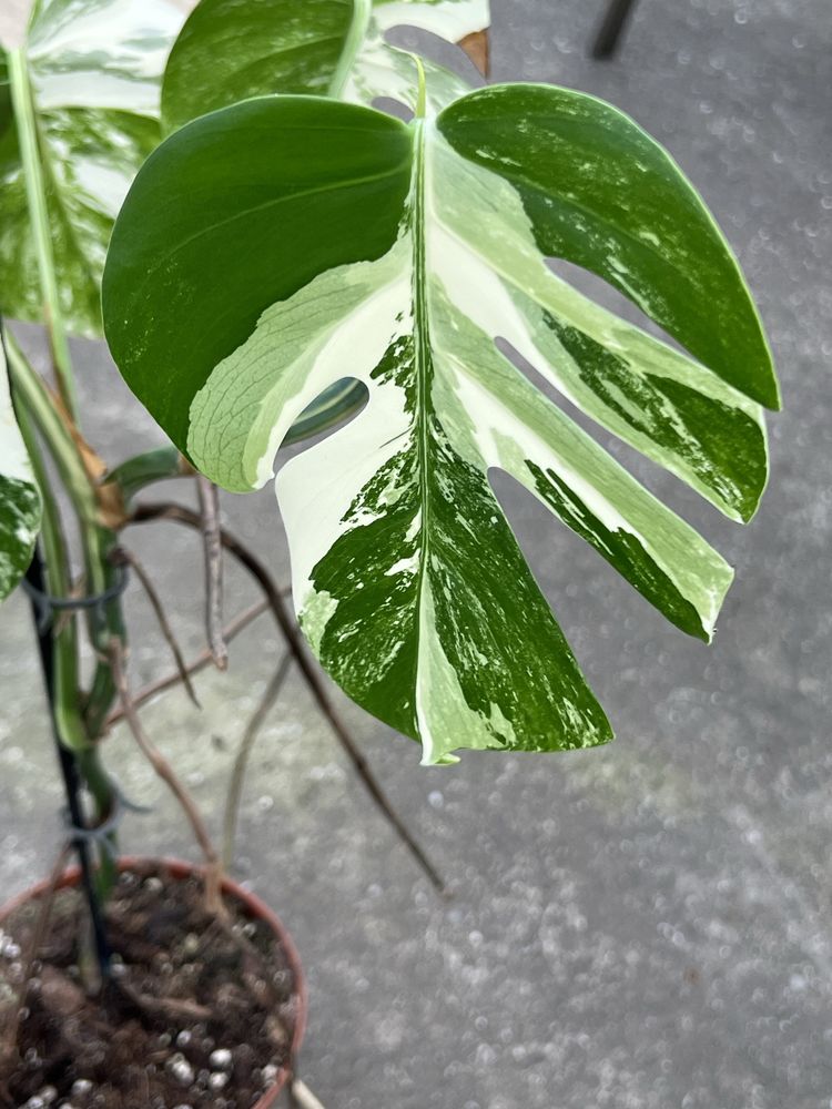 Monstera variegata