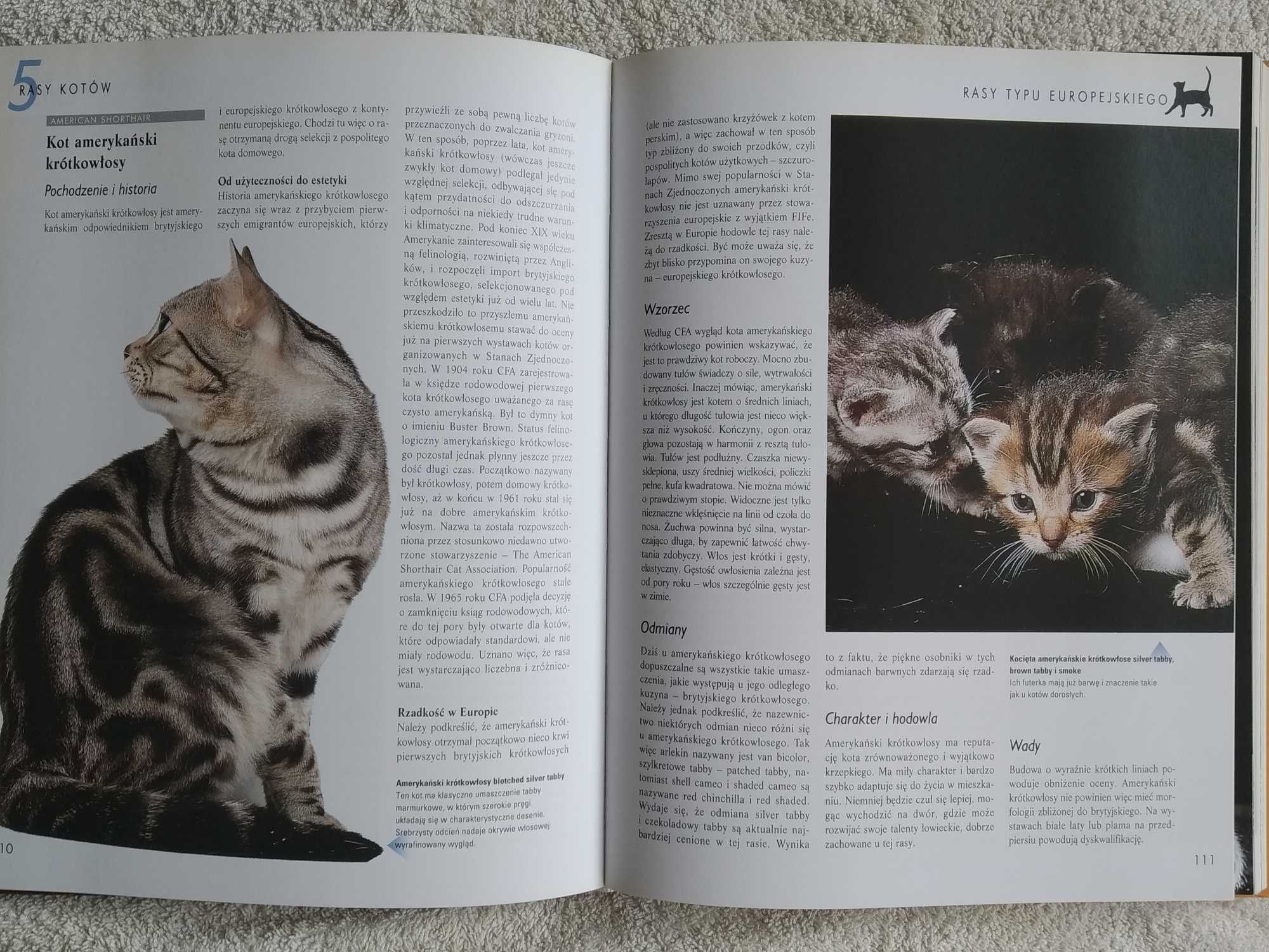 Koty poradnik encyklopedyczny
