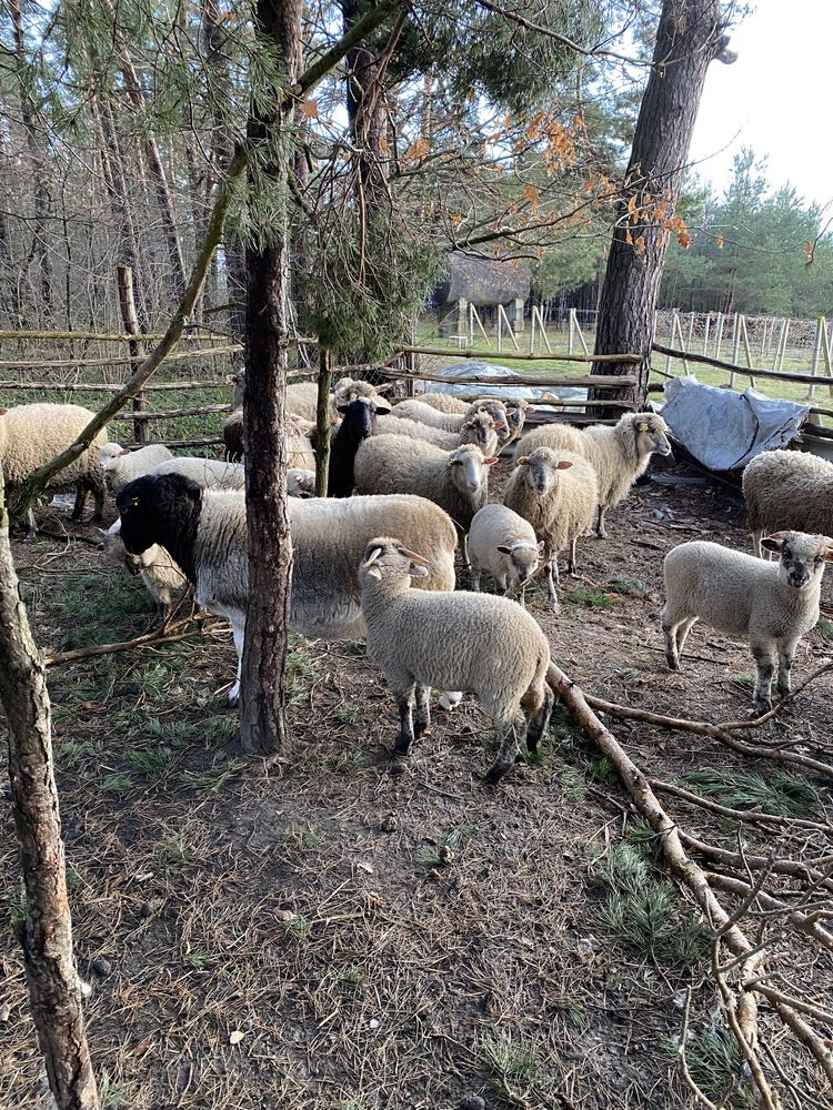 Продаємо вівці барани ярки молоді і дорослі