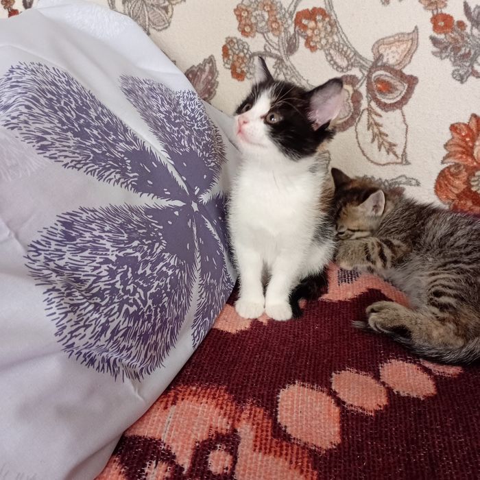 Кошенято безкоштовно