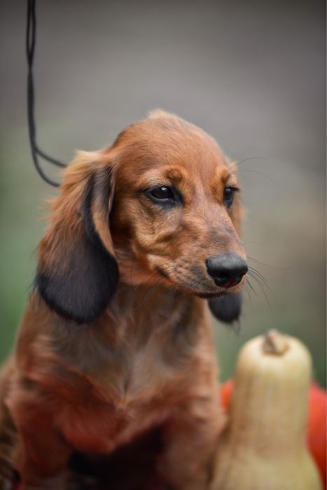 Породний хлопчик з документами
