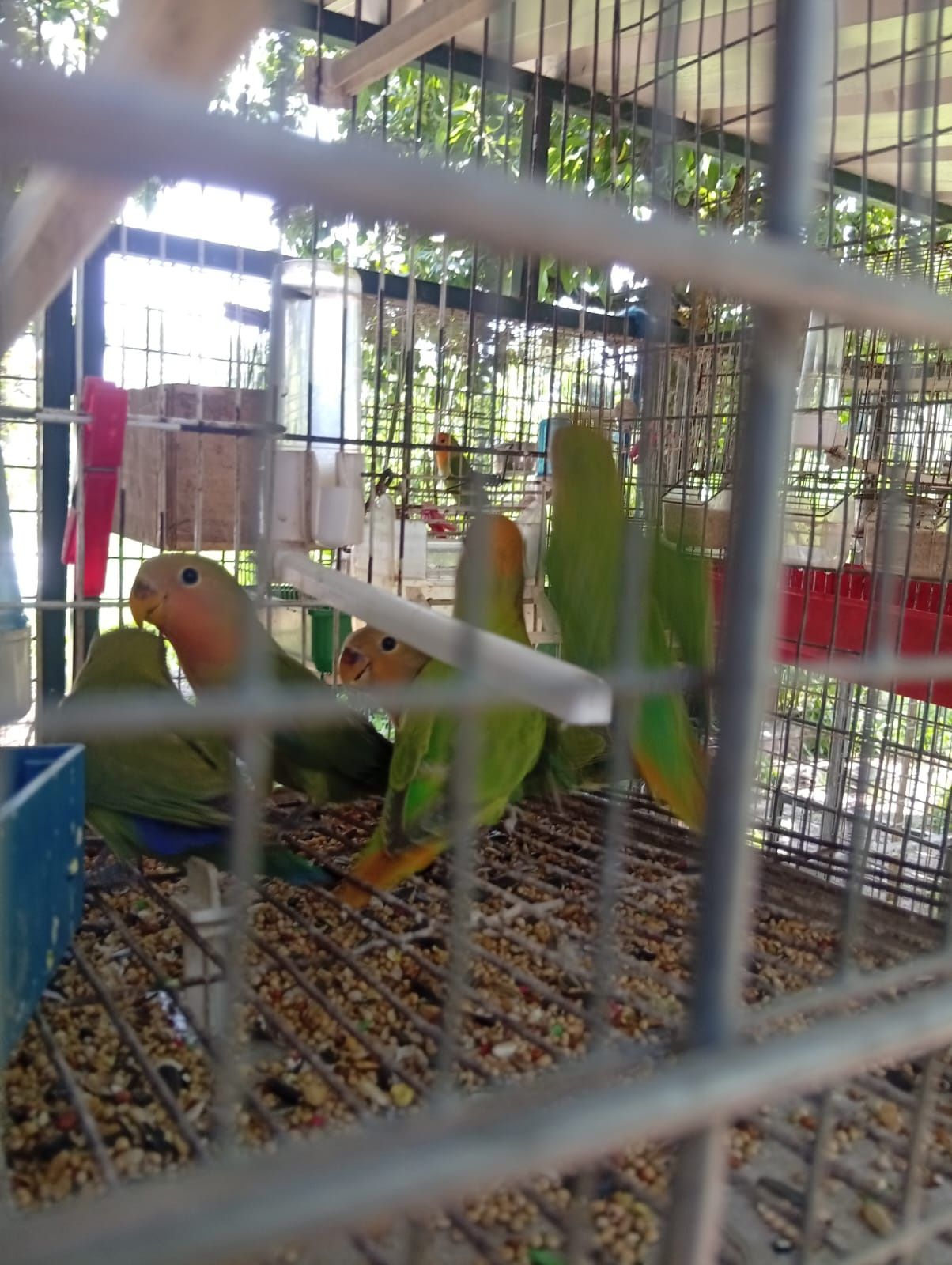 Cedo agapones novos