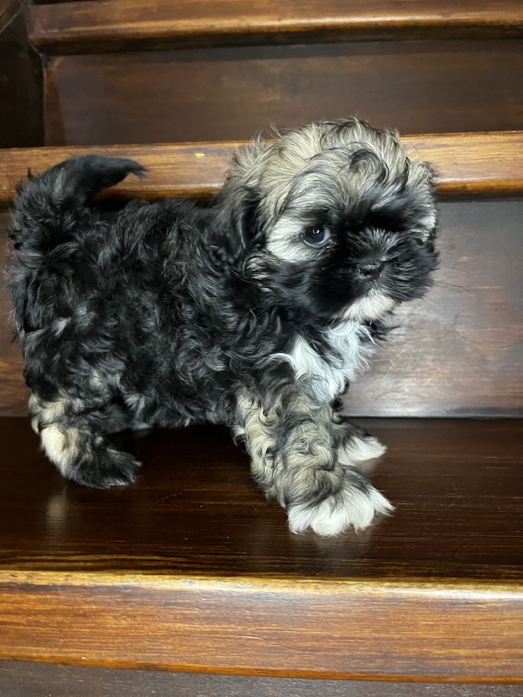 Urokliwy Piesek Shih Tzu Gotowy Do Odbioru