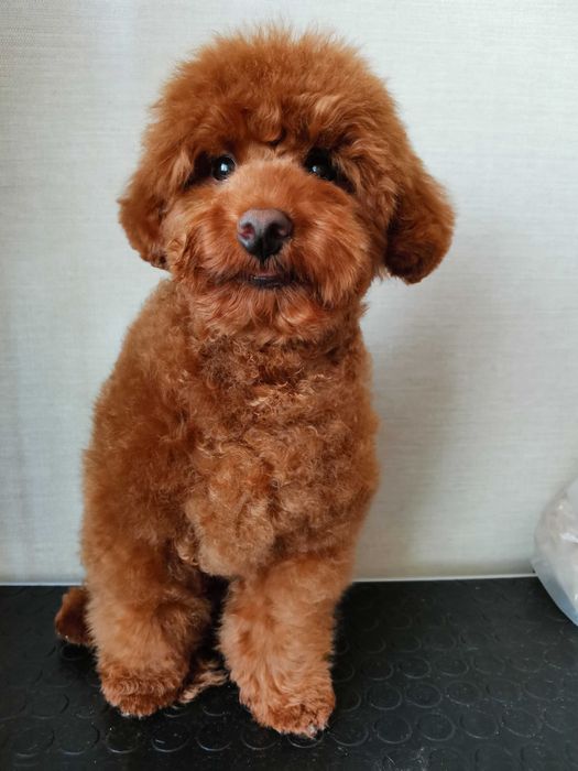 Груминг, стрижка собак, уход за шерстью