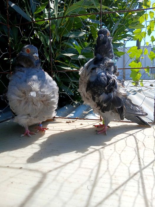 Pombos chorreras para venda