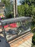 Aquario peixes canelas