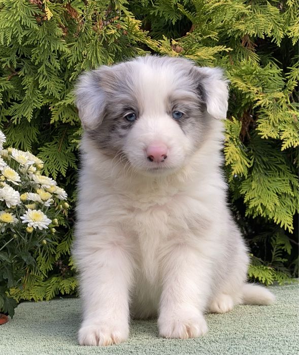 Border Collie suczka ARIA