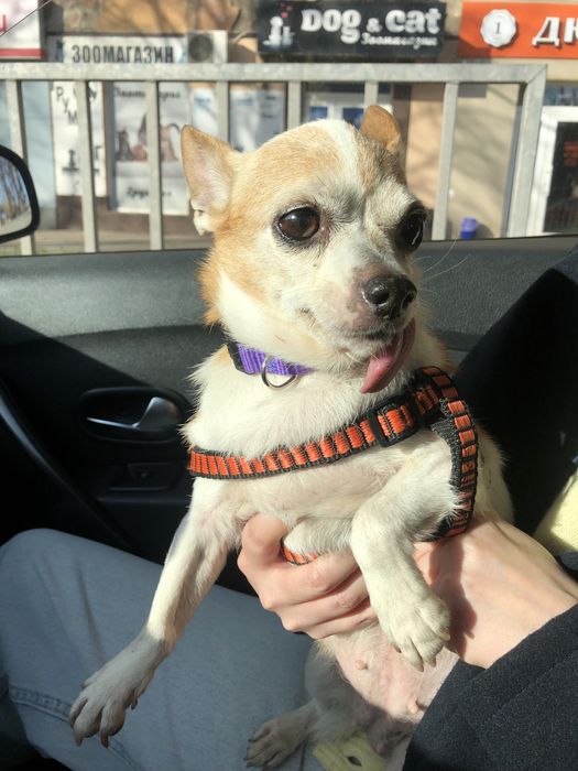 Знайдно собаку! Кривий Ріг!