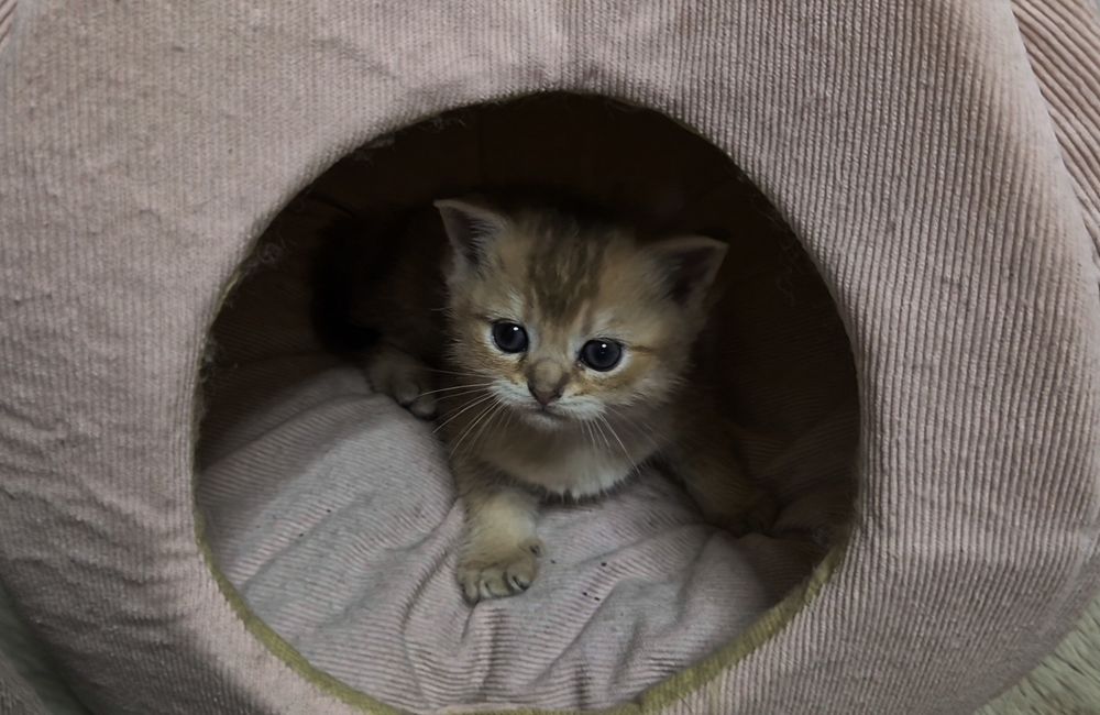 Шотландские прямоухие и вислоухие котята, мальчик и девочки