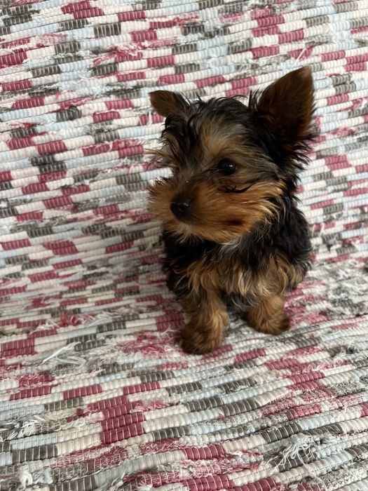 Yorkshire Mini — Linda e Carinhosa